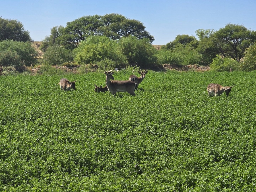 2 Bedroom Property for Sale in Upington Rural Northern Cape